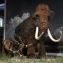 Mammoet met jong in het Ice Age Centre