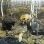 Diorama met bosdieren