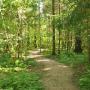 Korte wandeling door het bos rondom de Zwarte Rots